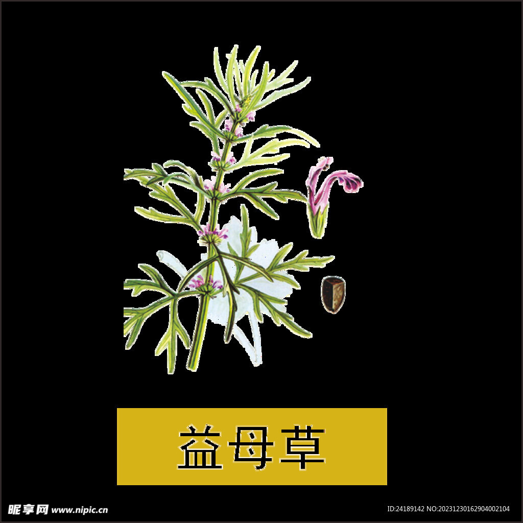 益母草