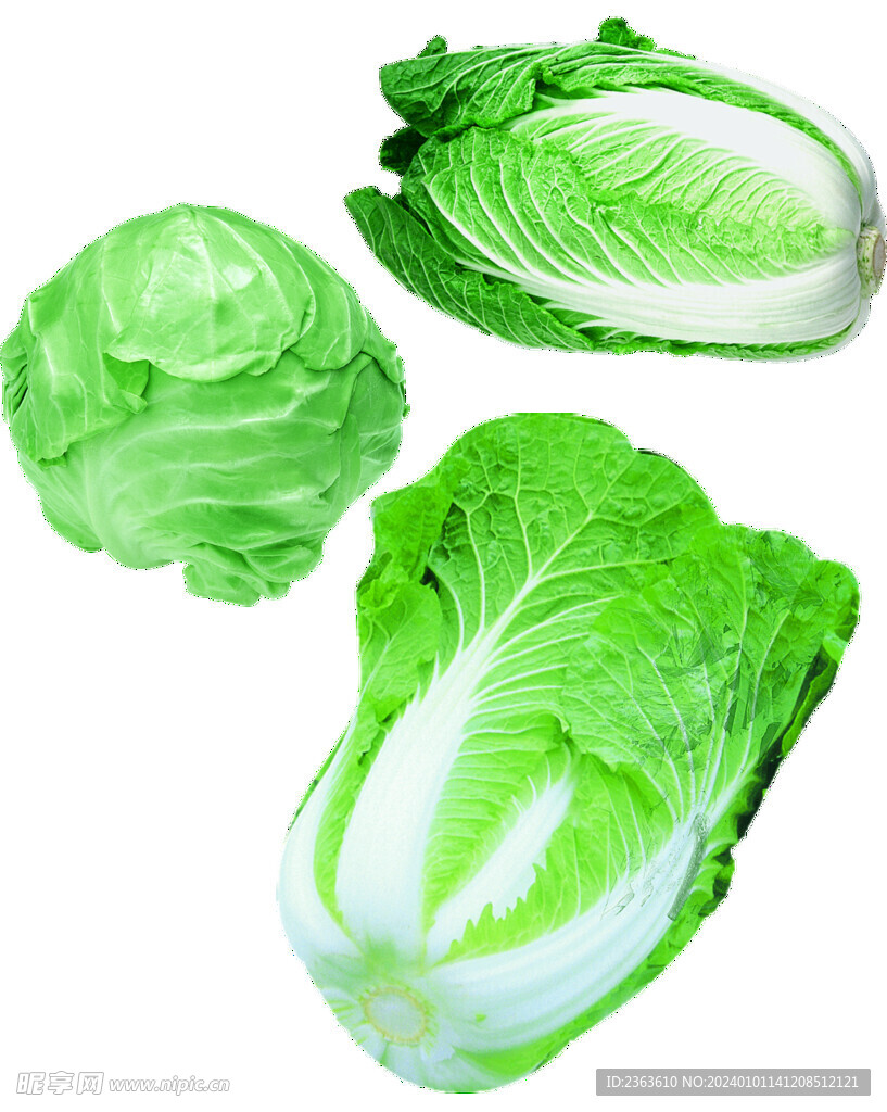 白菜鐵頭