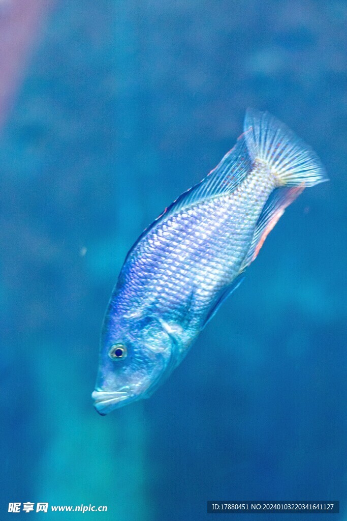 蓝宝石鱼