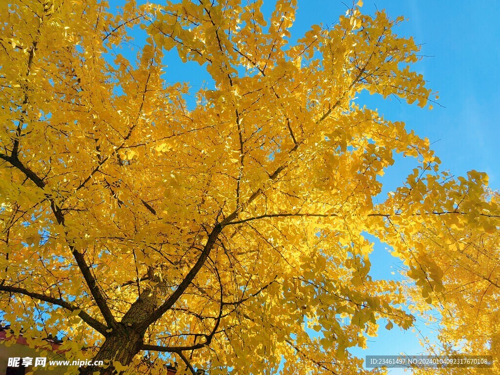 秋天黄色银杏叶银杏树黄了