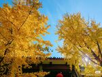 秋天银杏树叶黄