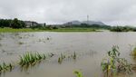 暴雨中被淹没的水稻