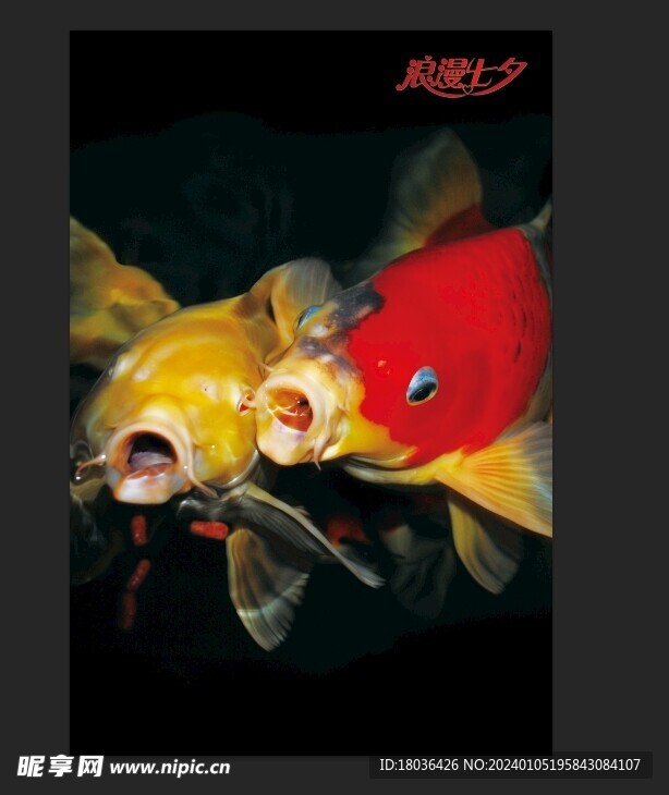 红色锦鲤鱼水族观赏鱼海报壁纸