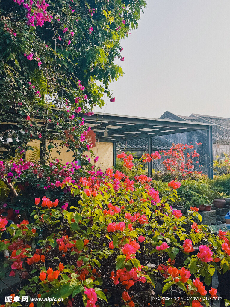 花園 植物花