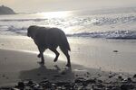 海滩 狗