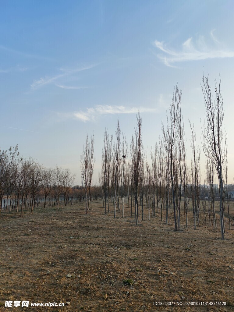 黑桥公园  俯视 天空 树木 