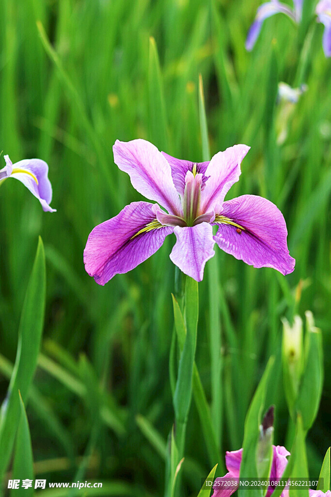優(yōu)雅玉蟬花