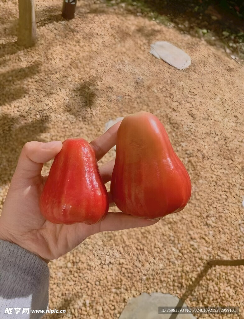 蓮霧