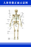 人体骨骼正面示意图