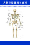 人体骨骼背面示意图