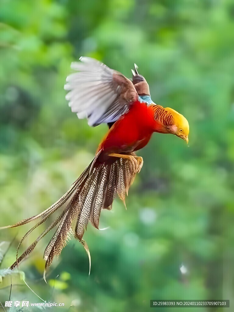 錦雞