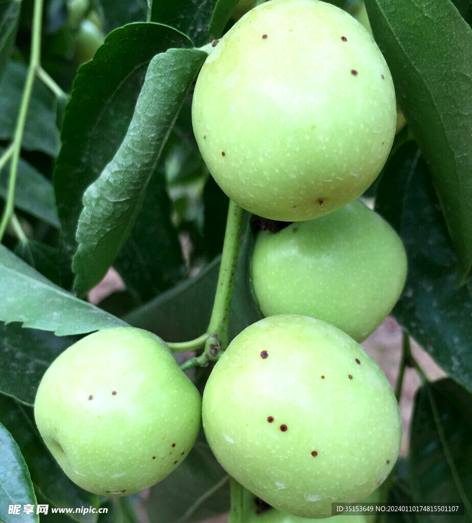 大荔冬枣 黑点病 红点病 炭疽