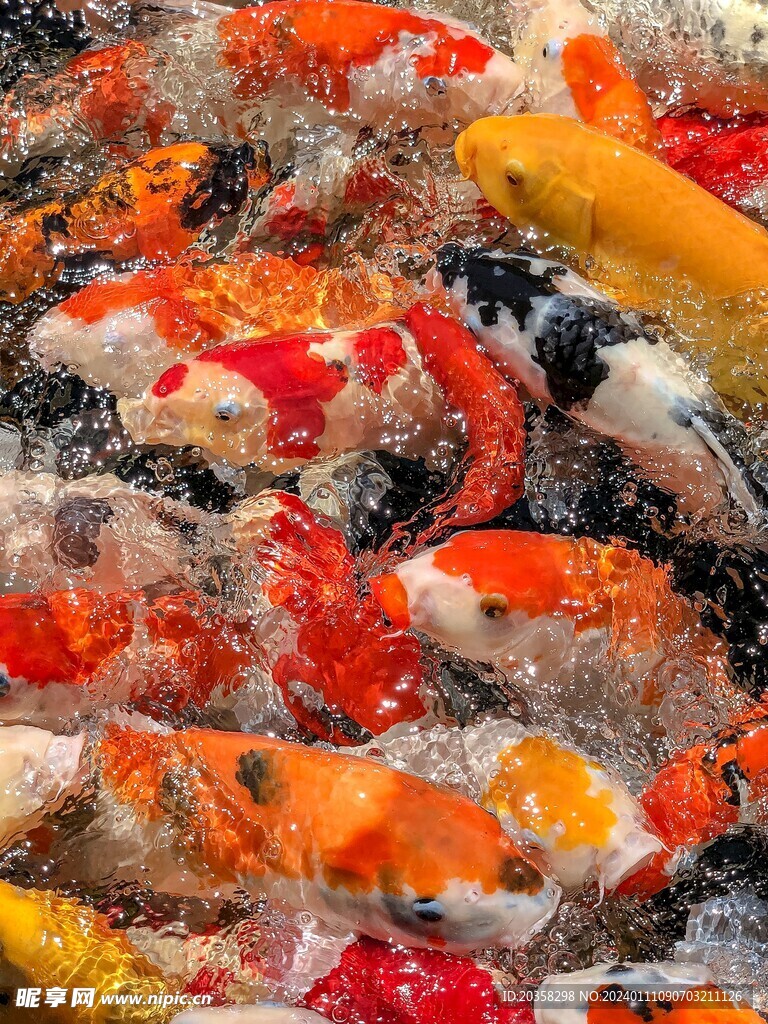 錦鋰 魚