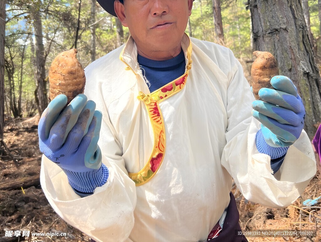 天麻栽培