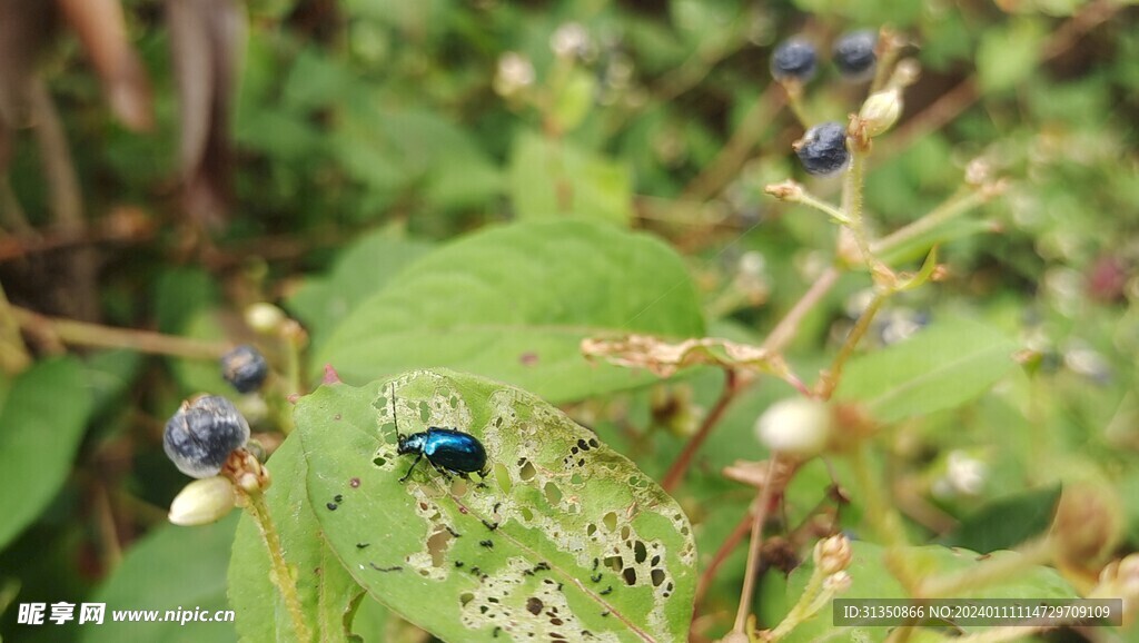 火炭母上的蓝色小虫虫