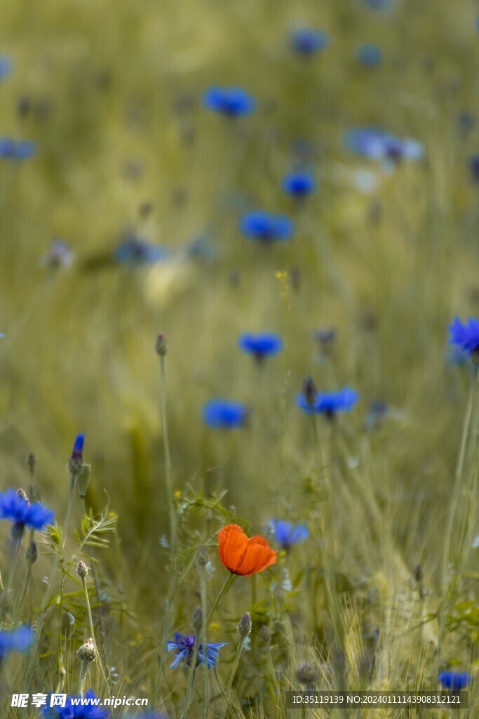 藍花