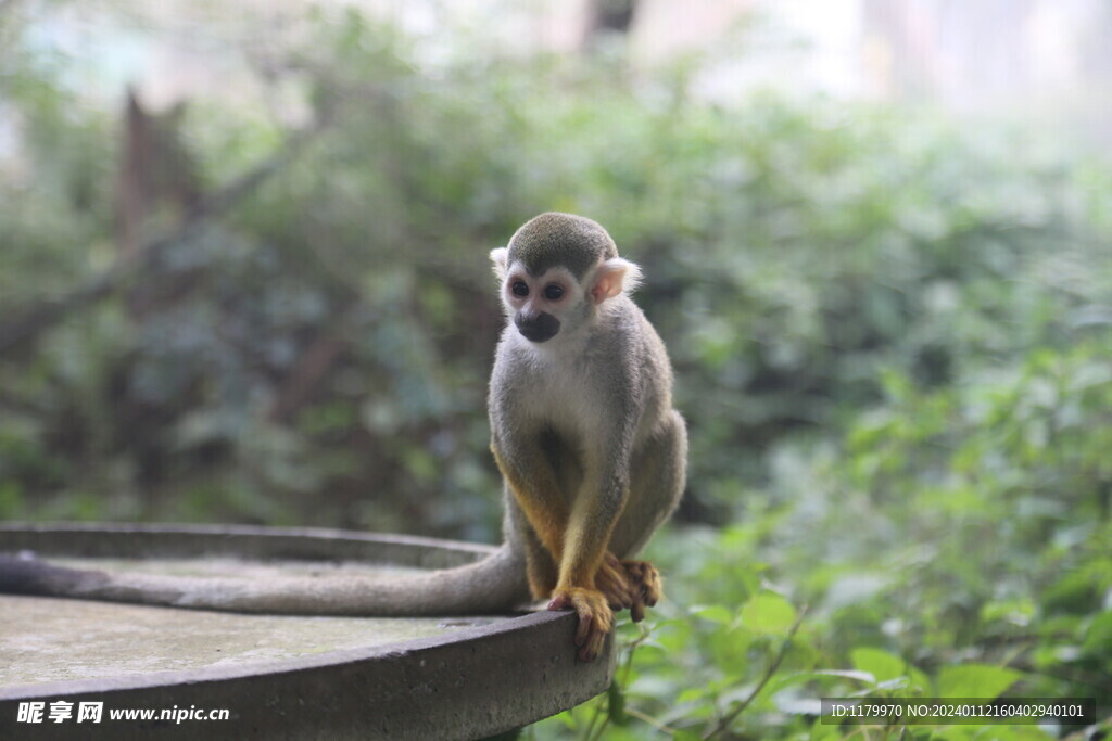 重庆动物园松鼠猴