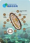 海参的结构 解剖图