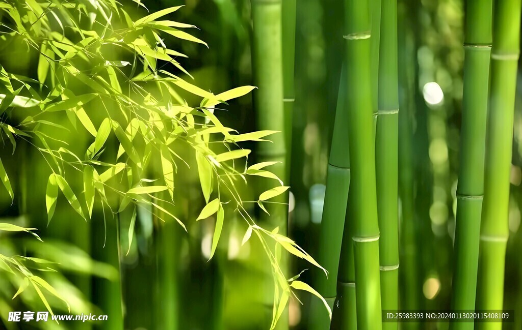 竹林