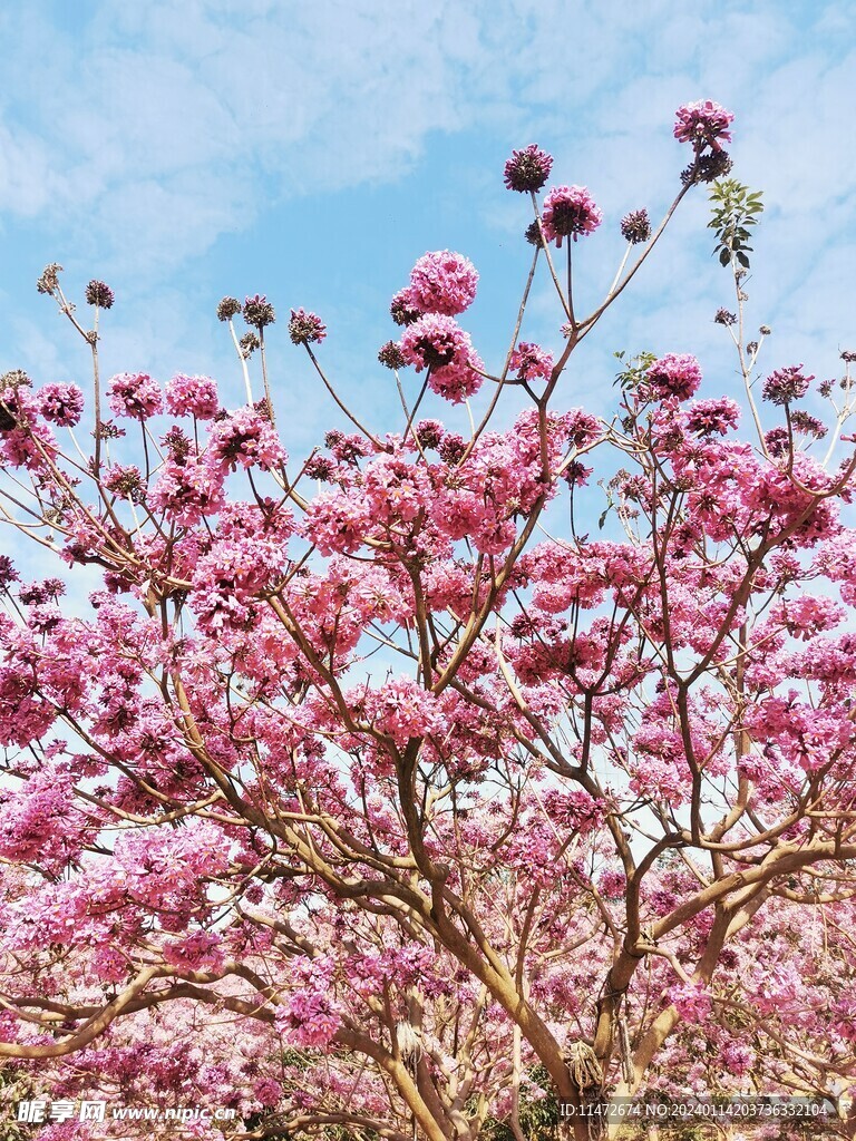 紫花风铃木