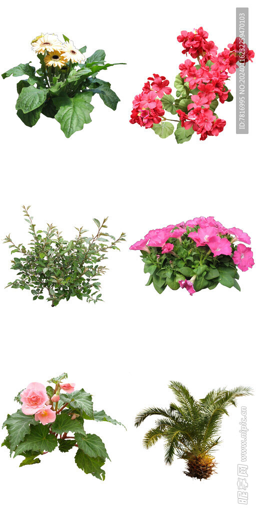 室內(nèi)喜陽花卉