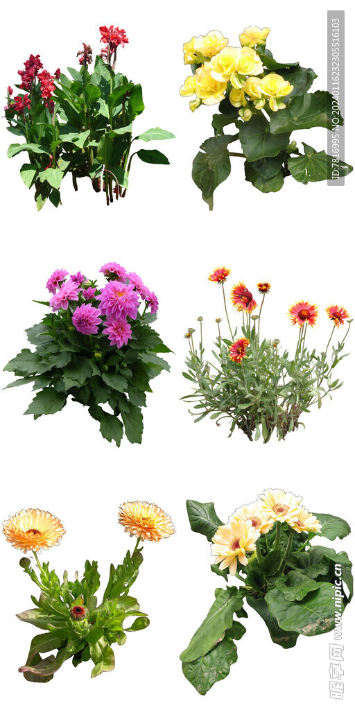 室內(nèi)耐陰花卉
