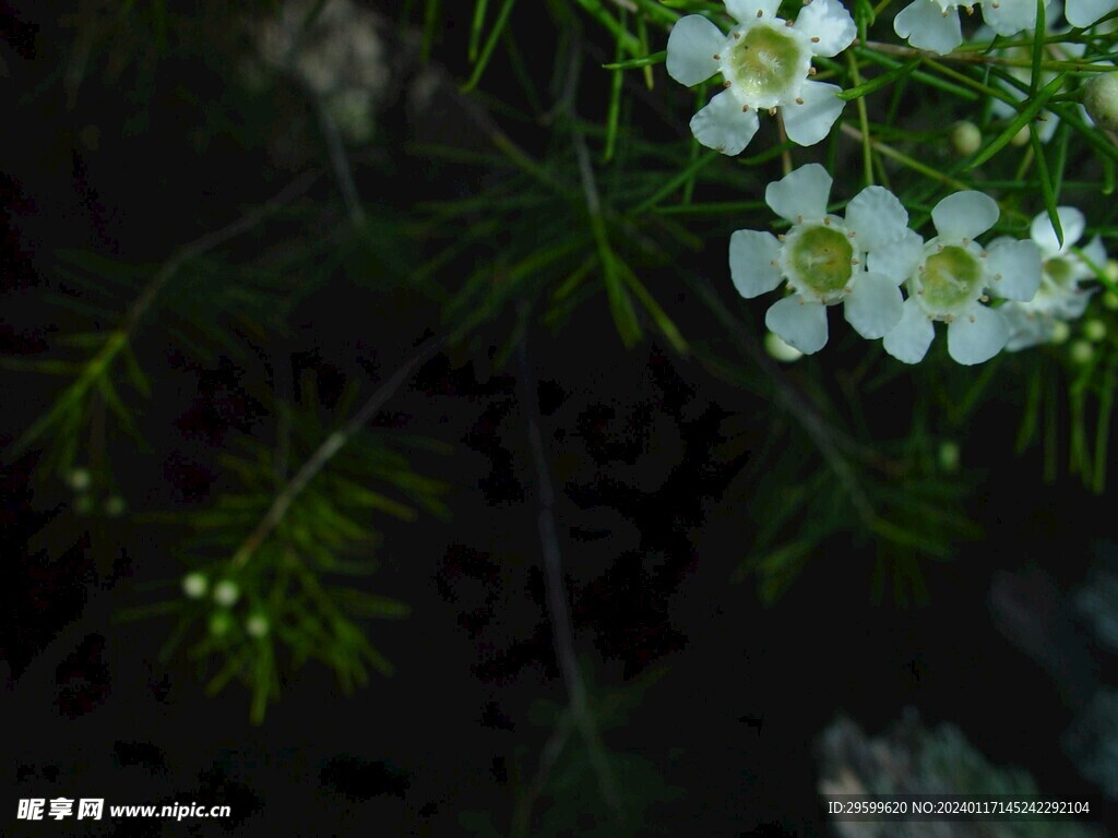 血根草