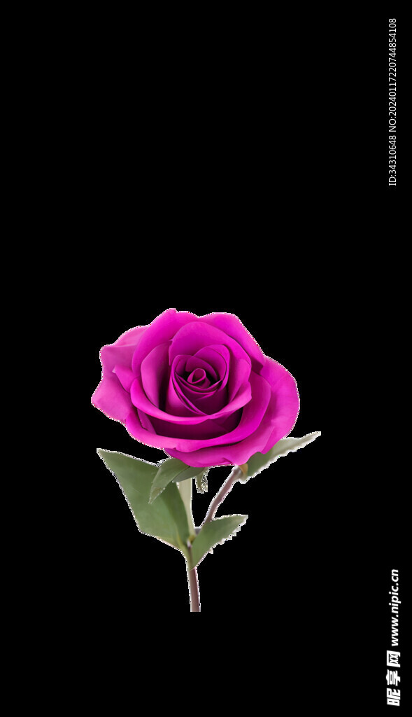 紫色的玫瑰红玫瑰520爱情元素