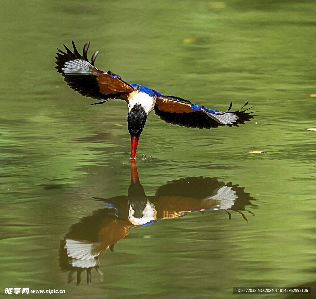 藍(lán)翡翠鳥圖