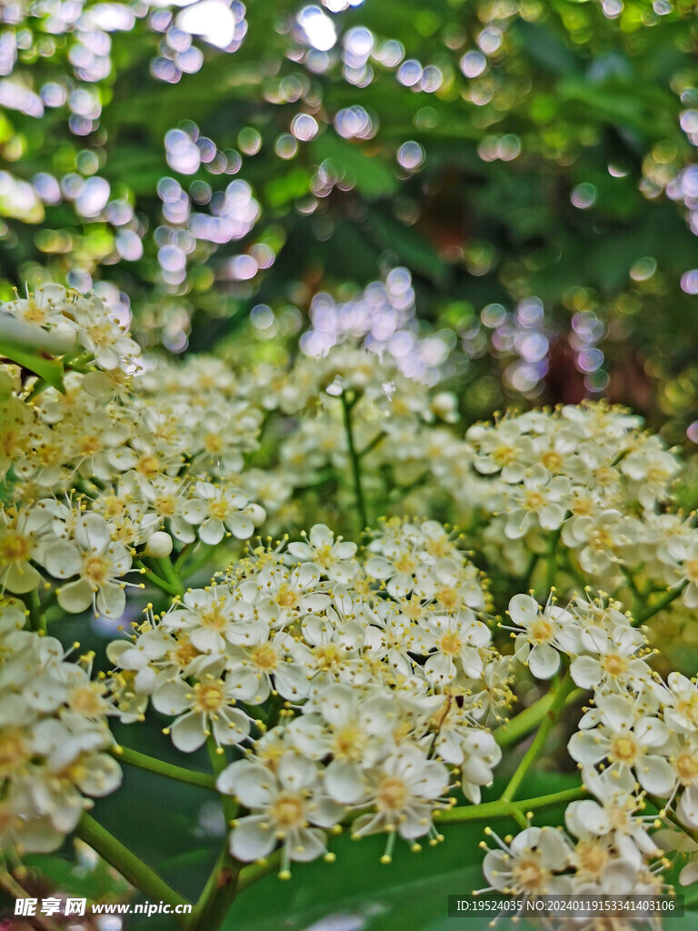 石楠花近景