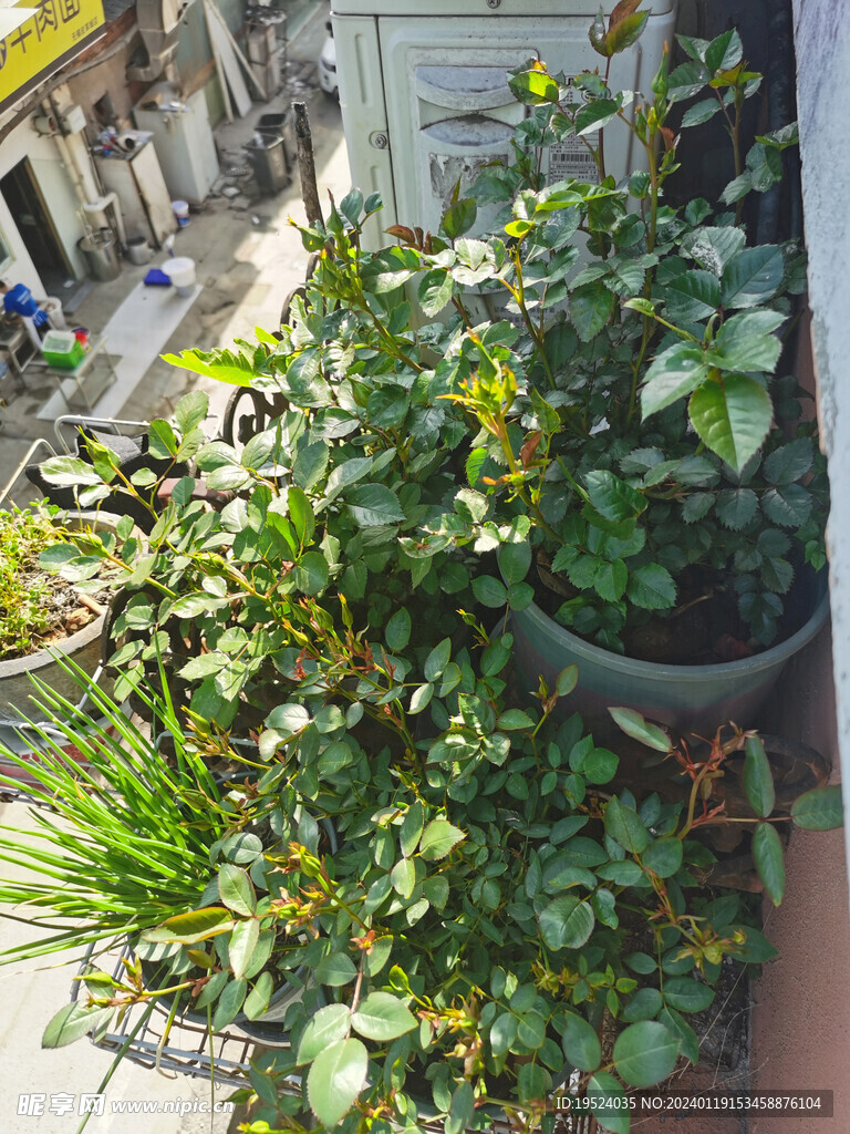 阳台绿植