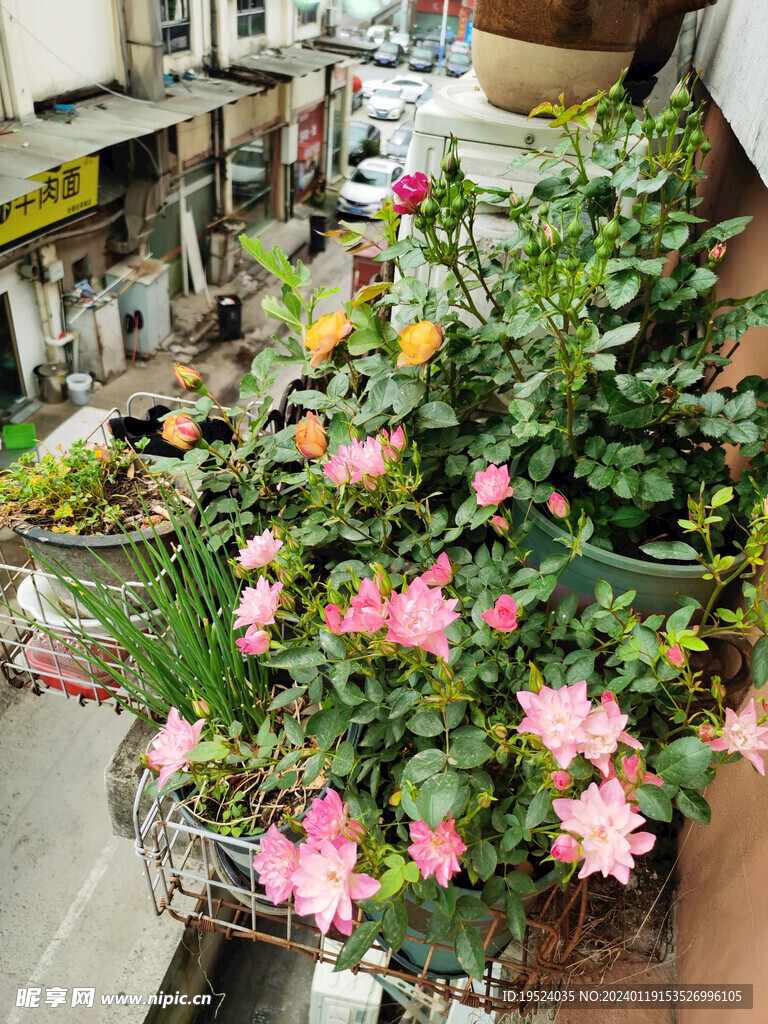 阳台开花植物
