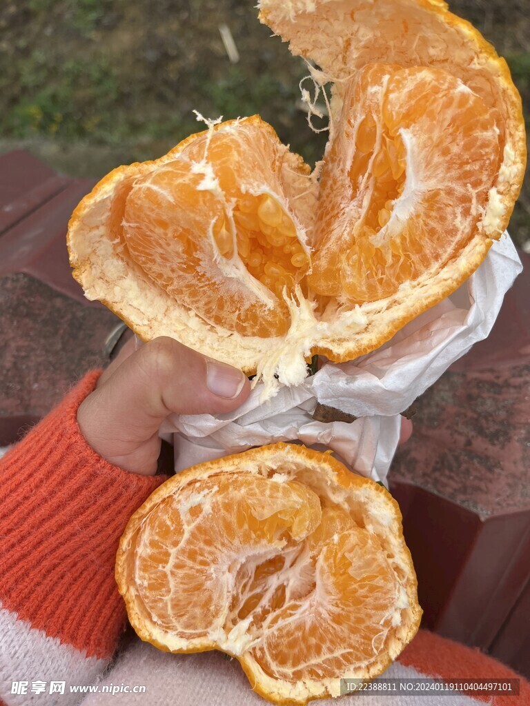 耙耙柑 