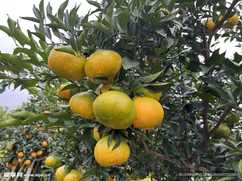 青色耙耙柑