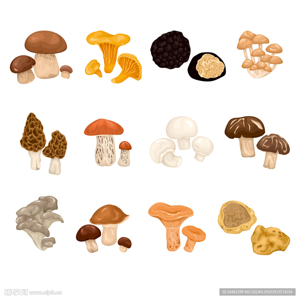矢量山珍插画蘑菇图片