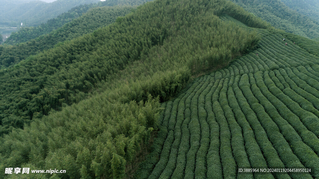 茶山圖片