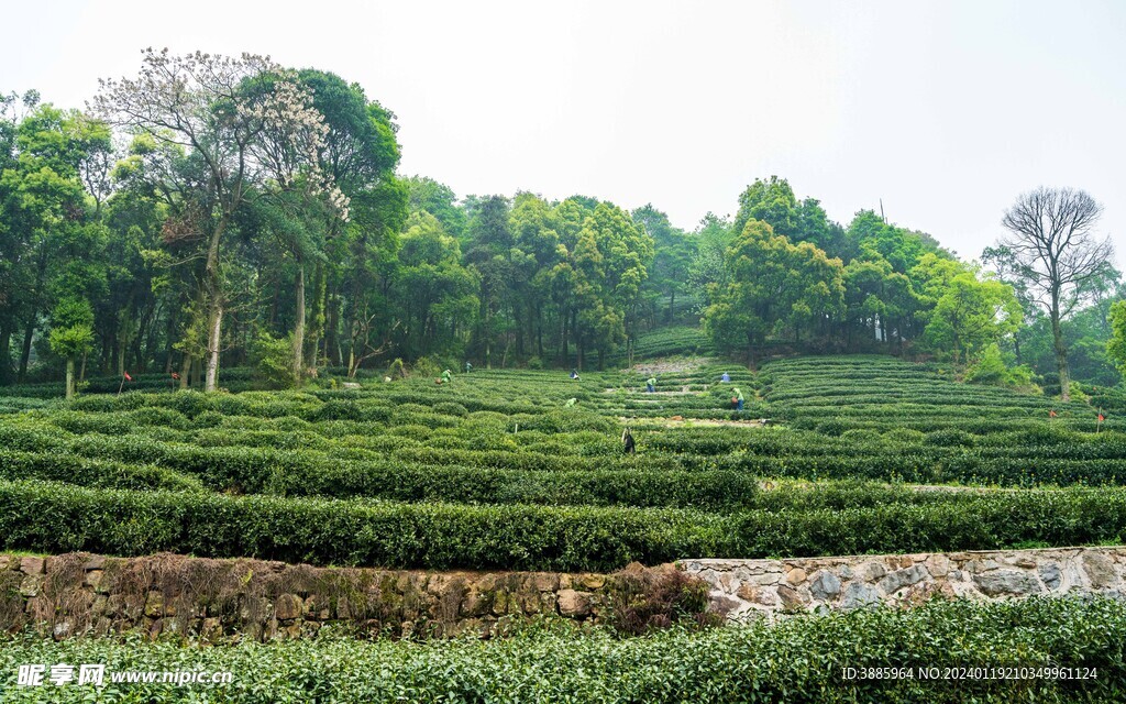 茶山图片