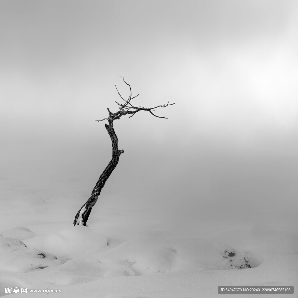 雪雾中的木桩