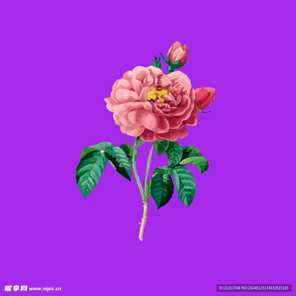 月季花朵花卉