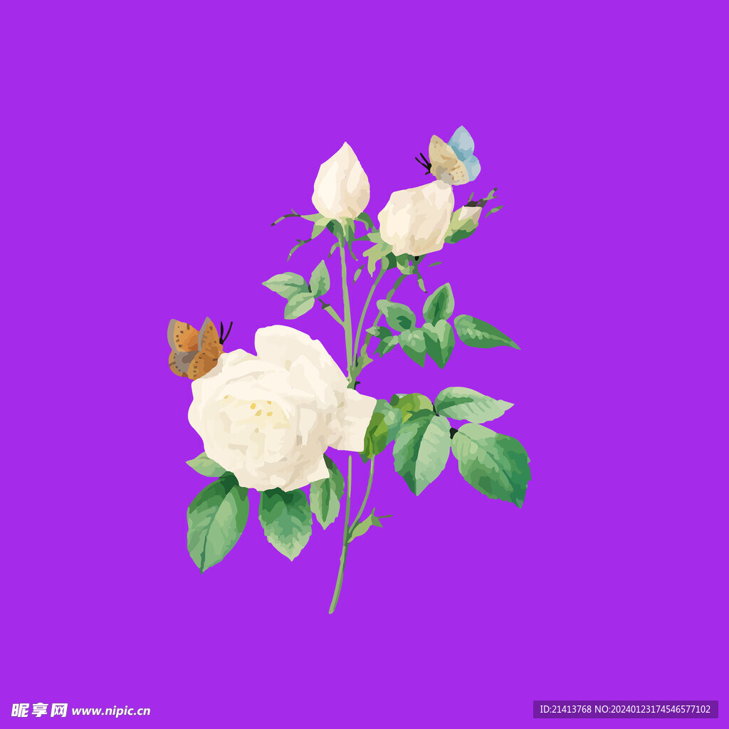 月季花朵花卉 