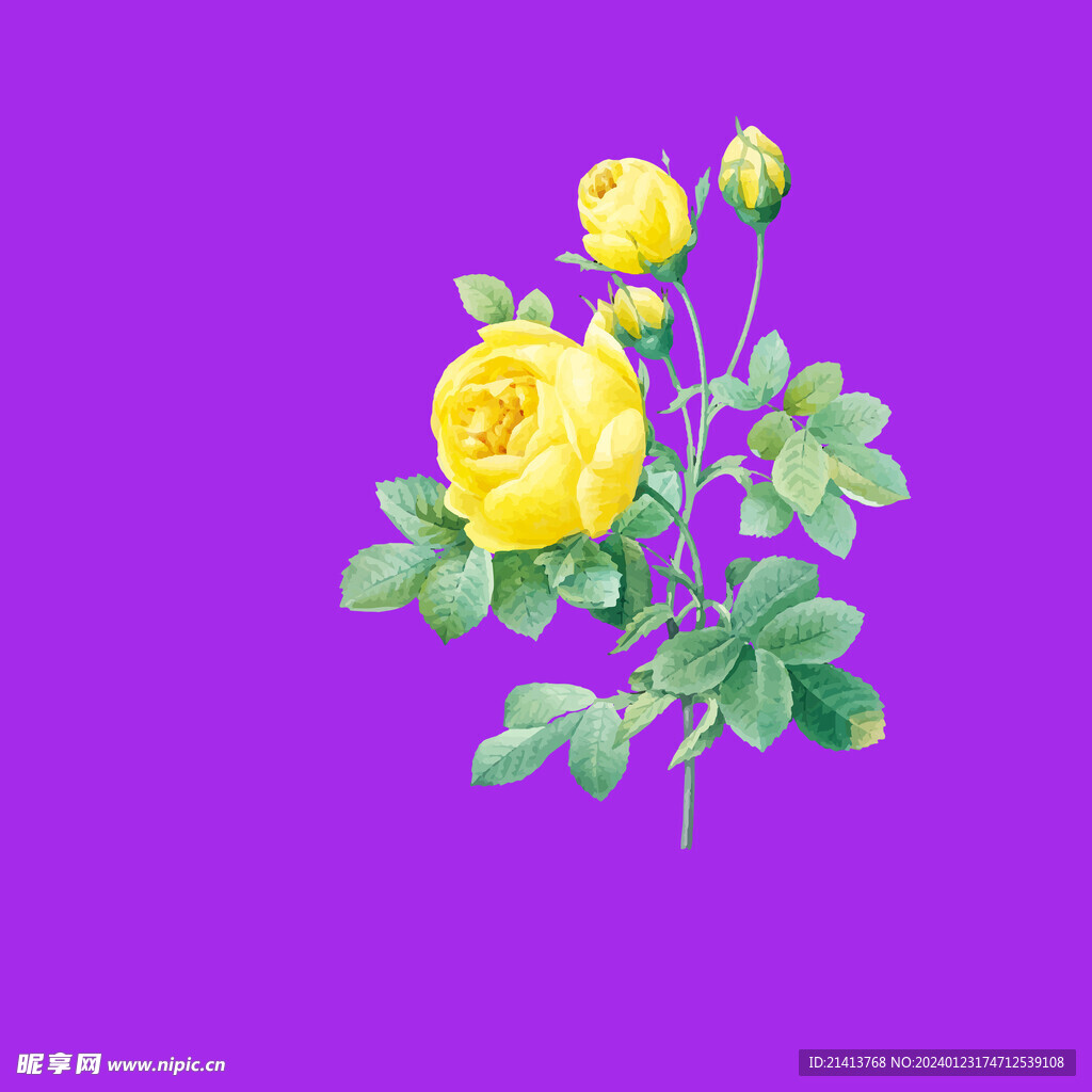 月季花朵花卉