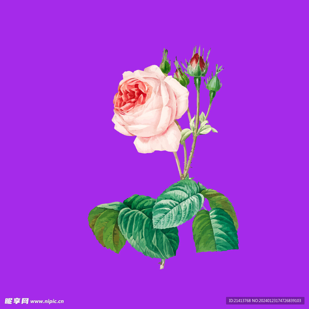 月季花朵花卉 