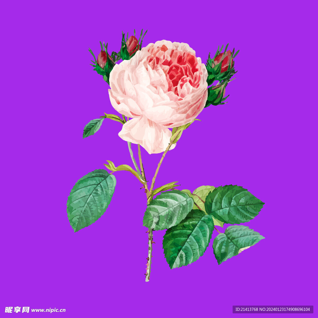 月季花朵花卉