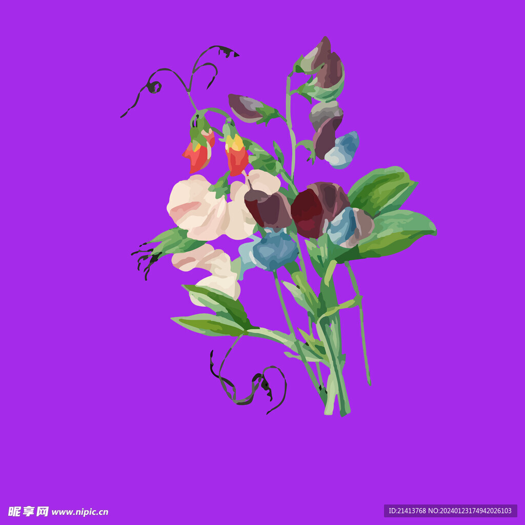 月季花朵花卉