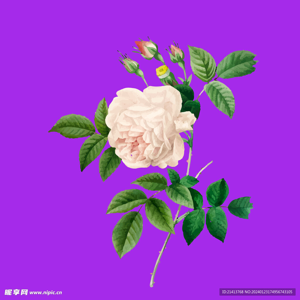 月季花朵花卉