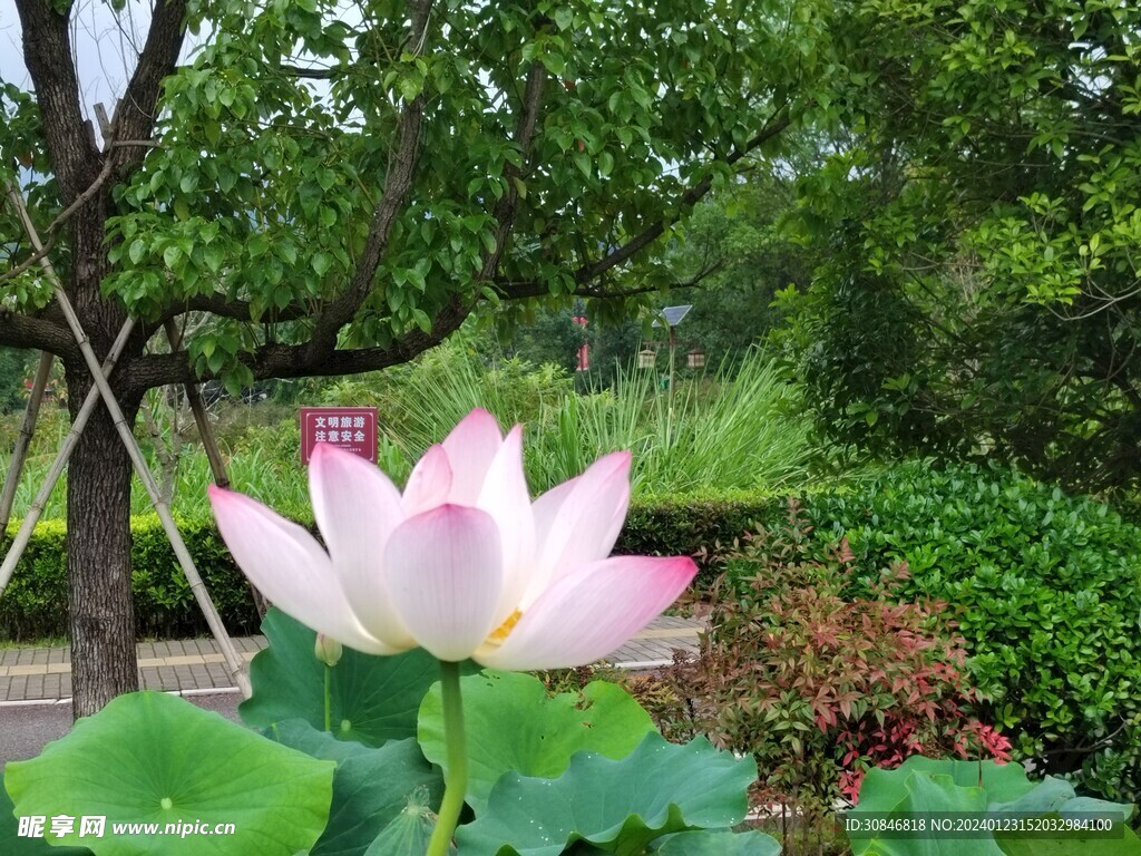 荷花