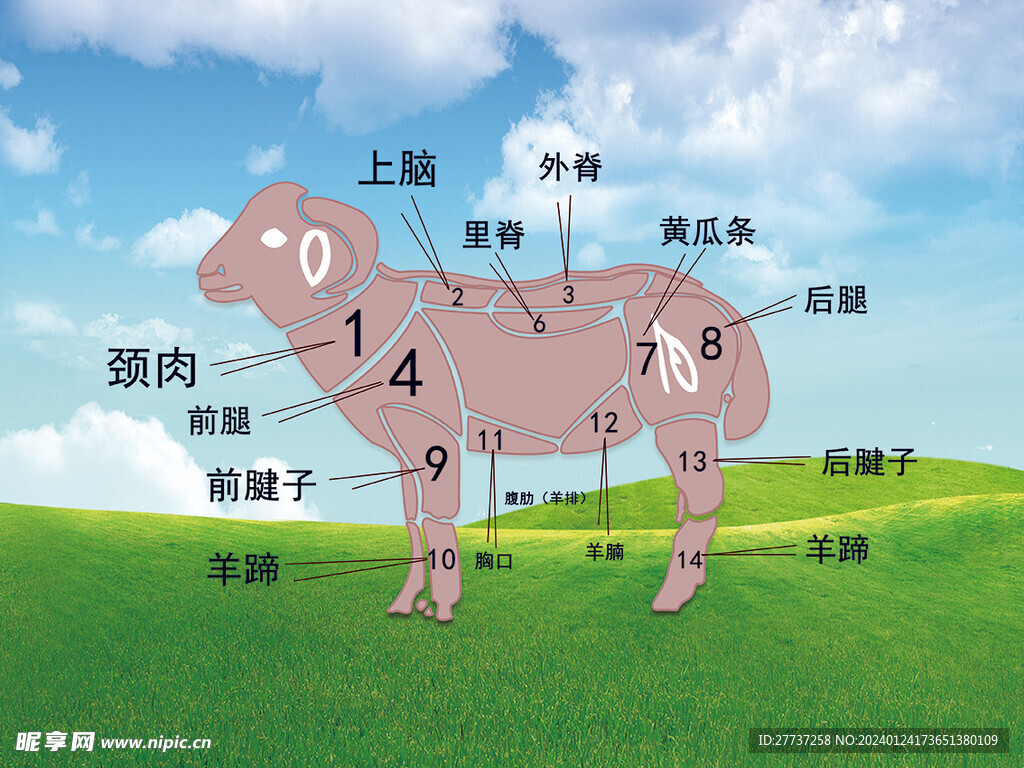羊肉部位分割图海报