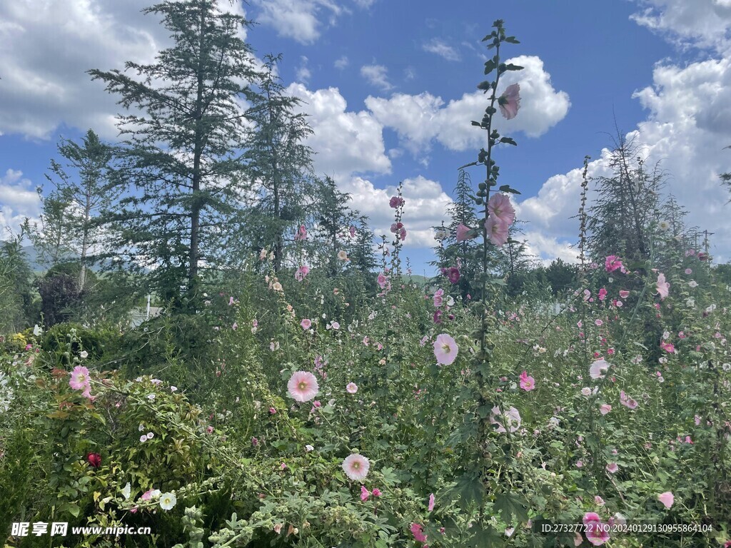 蓝天白云与花海