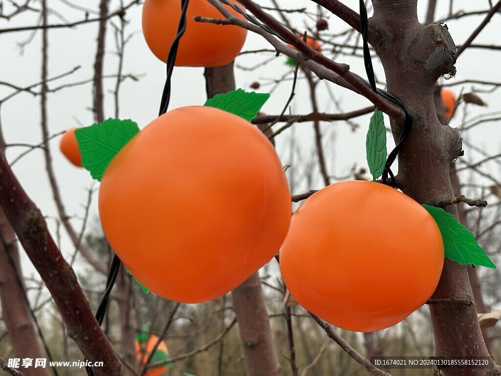 公园里的柿子灯