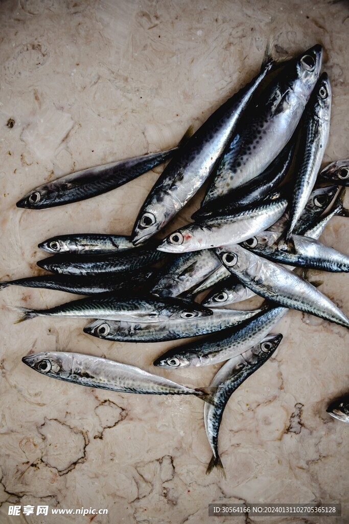 沙丁魚食材